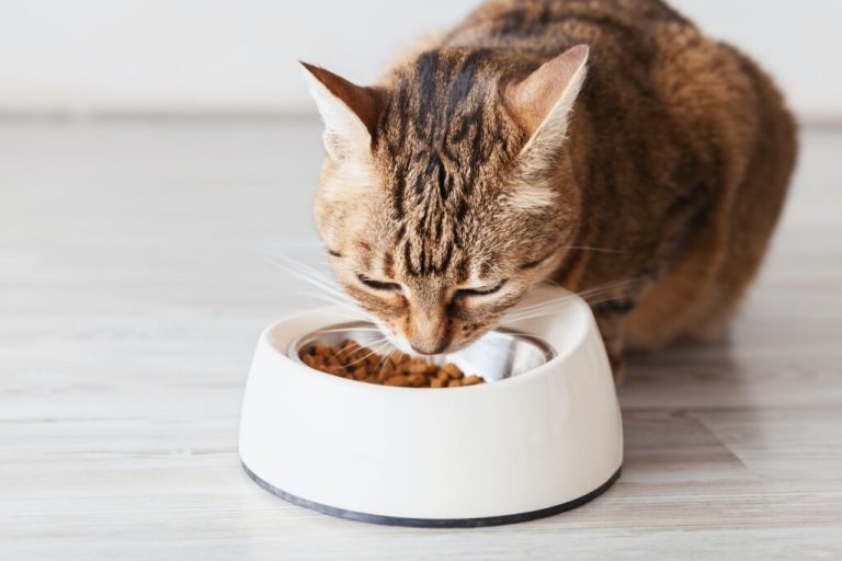 Combien de calories dans les aliments pour chats ?