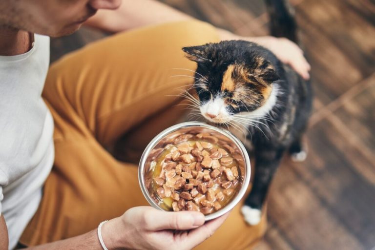Quel est le meilleur type de nourriture pour chats ?