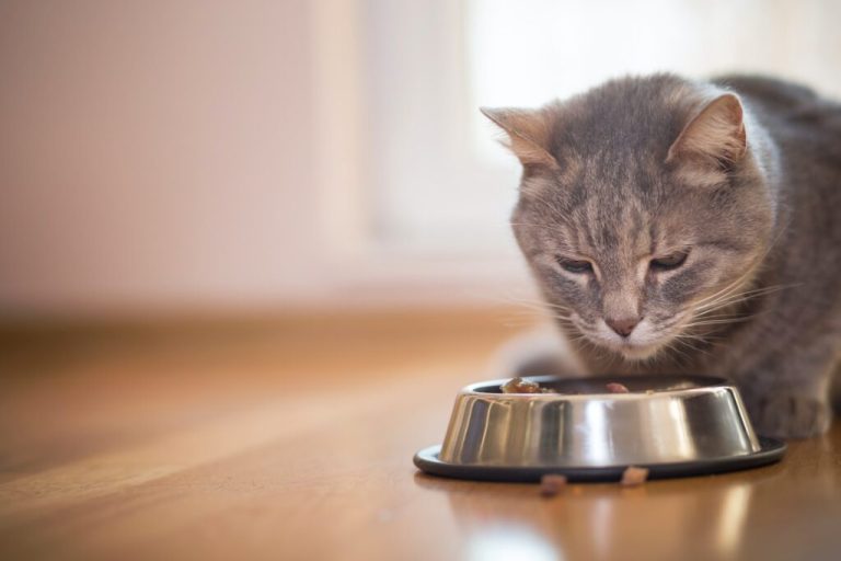 Quelle quantité de nourriture un chat doit-il manger ?